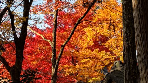 Kyoto Autumn Color Leaves of Sanzenin and Restaurant Kikusui